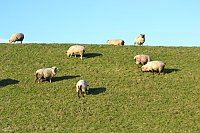 Ferienhaus Sandkorn Carolinensiel - Umgebung 2